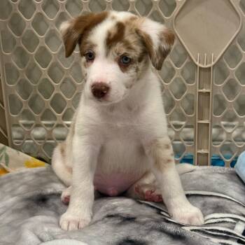 Border Collie Dogs Available for Adoption in La Grange, Kentucky - Bennie | PetCurious