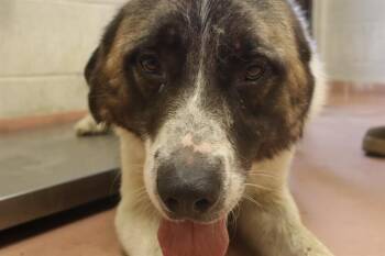 CHIEF -  Mixed Breed Dog for Adoption in Columbia, South Carolina - CHIEF | PetCurious