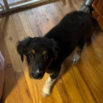 Oak -  Collie and Beagle Dog for Adoption - Oak | PetCurious