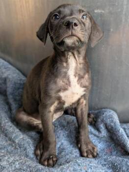 SHANTI -  Labrador Retriever Dog for Adoption in San Antonio, Texas - SHANTI | PetCurious