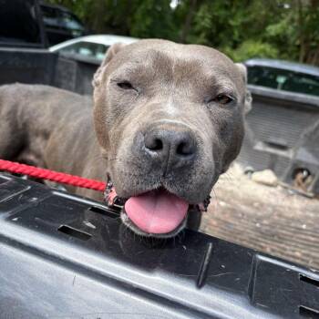 Mixed Breed Dogs Available for Adoption in Columbus, Georgia - 05/06/2026-Stray-LunaDrive | PetCurious