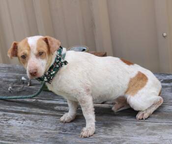 Dachshund and Parson Russell Terrier Dogs Available for Adoption in Bandera, Texas - Arty | PetCurious
