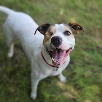 Marlie -  Terrier and Mixed Breed Dog for Adoption in Monticello, Iowa - Marlie | PetCurious