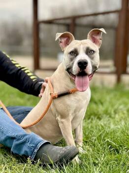 Mixed Breed Dogs Available for Adoption - Apollo | PetCurious