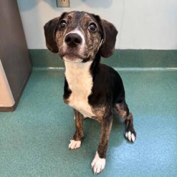 Hound and Mixed Breed Dogs Available for Adoption in Richmond, Virginia - Saltine | PetCurious