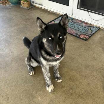 Husky Dogs Available for Adoption - Manolo | PetCurious