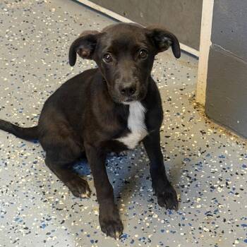 Margot -  Labrador Retriever and Mixed Breed Dog for Adoption in Tuscaloosa, Alabama - Margot | PetCurious