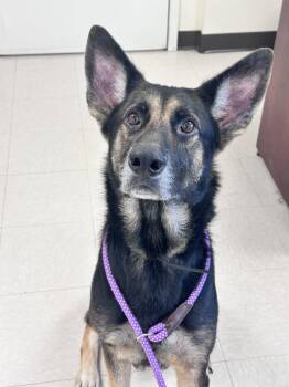 Zion -  German Shepherd Dog Dog for Adoption in Clayton, New Jersey - Zion | PetCurious