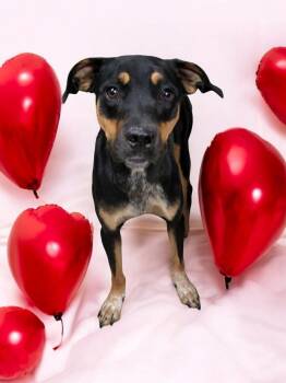 Rescue Rottweiler Dogs for Adoption in Horn Lake, Mississippi - Diesel | PetCurious