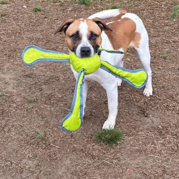 Pit Bull Terrier and American Staffordshire Terrier Dogs Available for Adoption in Baltimore, Maryland - Marcelle | PetCurious