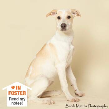 Hoodwink -  Labrador Retriever and Cattle Dog Dog for Adoption in Kanab, Utah - Hoodwink | PetCurious