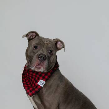 Rescue American Bulldog Dogs for Adoption in Newark, New Jersey - Major | PetCurious