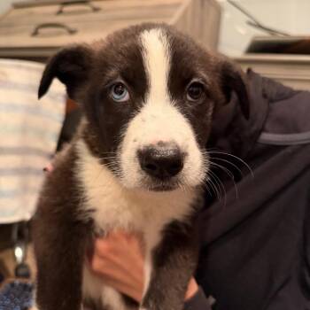 Husky and Shepherd Dogs Available for Adoption in Los Angeles, California - Nate | PetCurious