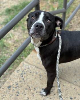 Caution Tape -  Pit Bull Terrier Dog for Adoption in Richmond, Virginia - Caution Tape | PetCurious