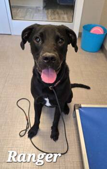 Labrador Retriever and Boxer Dogs Available for Adoption in Sidney, Ohio - Ranger Yrly 205 | PetCurious