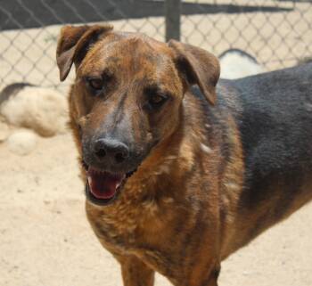 Gilbert -  German Shepherd Dog Dog for Adoption in Yucca Valley, California - Gilbert | PetCurious