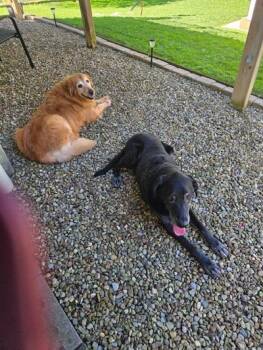 Sunshine and Buckeye -  Golden Retriever and Labrador Retriever Dog for Adoption in Cleveland, Ohio - Sunshine And Buckeye | PetCurious