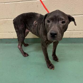Tonia -  Mixed Breed Dog for Adoption in Memphis, Tennessee - Tonia | PetCurious