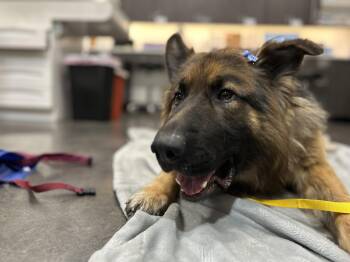 Rescue German Shepherd Dog Dogs for Adoption in Hood River, Oregon - Bruno | PetCurious