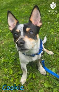 Chihuahua and Terrier Dogs Available for Adoption in Heath, Ohio - Cookie | PetCurious
