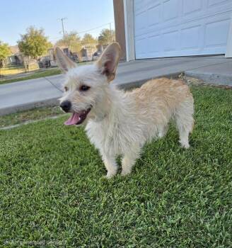 Penny -  Terrier and Norfolk Terrier Dog for Adoption in Tracy, California - Penny | PetCurious