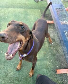 Rescue Doberman Pinscher and Mixed Breed Dogs for Adoption in El Paso, Texas - Mocha* | PetCurious