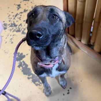 AOK-Stray-315 -  Belgian Shepherd Malinois Dog for Adoption in Tonasket, Washington - AOK-Stray-315 | PetCurious