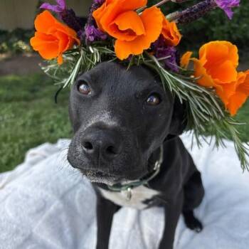 Poppy Flower the MINI LAB -  Pit Bull Terrier and Black Labrador Retriever Dog for Adoption in Friendswood, Texas - Poppy Flower The MINI LAB | PetCurious
