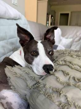 Mia -  Mixed Breed and Terrier Dog for Adoption in St. Augustine, Florida - Mia | PetCurious