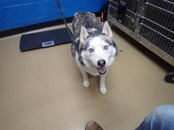 FELIX -  Siberian Husky Dog Available for Adoption in St. Peters, Missouri - FELIX | PetCurious