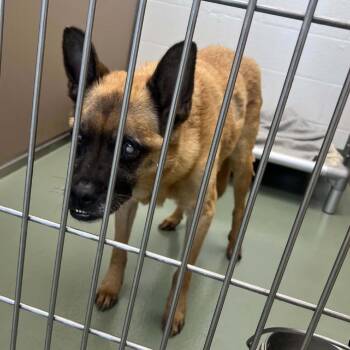 "Alexander" -  Terrier and Mixed Breed Dog for Adoption in Lyndhurst, Virginia - "Alexander" | PetCurious