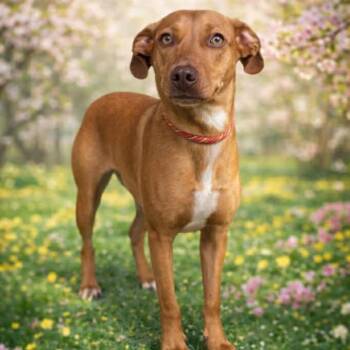 Beagle and Dachshund Dogs Available for Adoption - Cricket | PetCurious