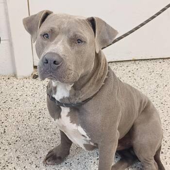 Big Handsome -  American Staffordshire Terrier and Mixed Breed Dog for Adoption in Hattiesburg, Mississippi - Big Handsome | PetCurious