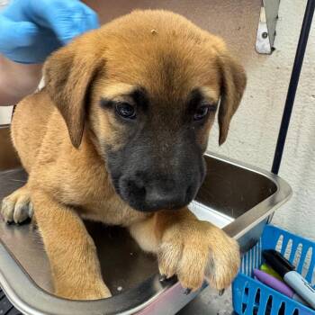Retriever and Mixed Breed Dogs Available for Adoption in Birmingham, Alabama - Darla | PetCurious