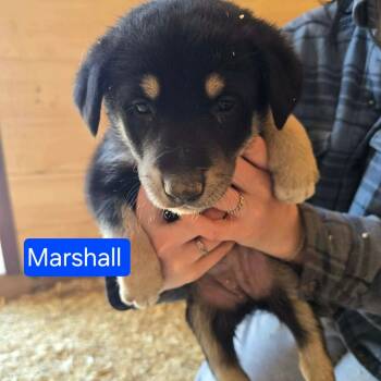 Shepherd Dogs Available for Adoption in Woodstock, Ontario - Marshall | PetCurious
