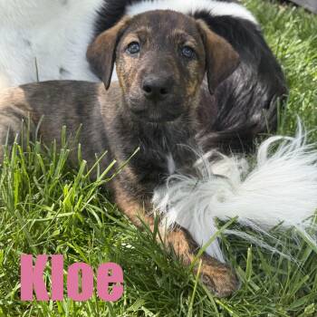 Shepherd and Mixed Breed Dogs Available for Adoption in Ellicott City, Maryland - Kloe | PetCurious