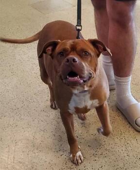 BELLA HIDII -  Pit Bull Terrier and Mixed Breed Dog for Adoption in St. Louis, Missouri - BELLA HIDII | PetCurious