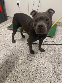 Staffordshire Bull Terrier Dogs Available for Adoption in Clarksville, Tennessee - Trip | PetCurious