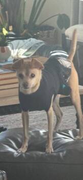 Thunder -  Chihuahua Dog for Adoption in Columbia, Tennessee - Thunder | PetCurious