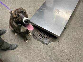 Rescue Pit Bull Terrier Dogs for Adoption in Woodland, California - TABITHA | PetCurious