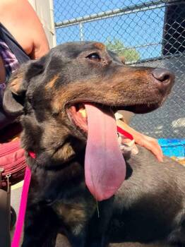 Susan -  Rottweiler and Labrador Retriever Dog for Adoption in Chicago, Illinois - Susan | PetCurious