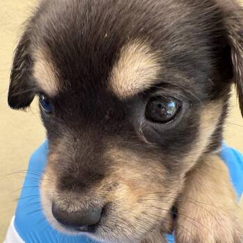 Isabell -  Shepherd and Mixed Breed Dog for Adoption in San Antonio, Texas - Isabell | PetCurious