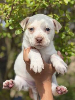 Australian Shepherd and Mixed Breed Dogs Available for Adoption in Morton Grove, Illinois - June | PetCurious