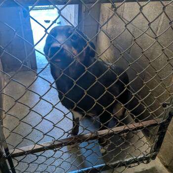 Rottweiler and Australian Shepherd Dogs Available for Adoption in Hermiston, Oregon - Rune | PetCurious