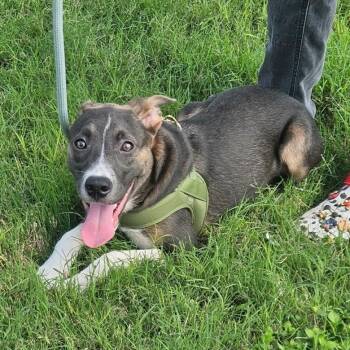 Australian Cattle Dog Blue Heeler and Mixed Breed Dogs Available for Adoption in Corpus Christi, Texas - Minzi | PetCurious