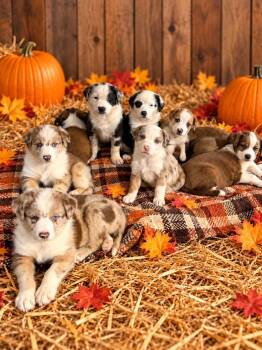Pumpkin Patch Pups : Honey -  Australian Shepherd Dog for Adoption in Aurora, Indiana - Pumpkin Patch Pups : Honey | PetCurious