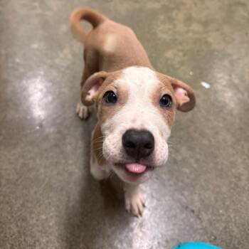 Rescue Pit Bull Terrier Dogs for Adoption in Los Angeles, California - Cranberry A2243954 | PetCurious