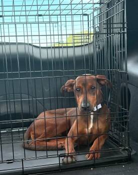 Monica -  Doberman Pinscher Dog for Adoption in Minneapolis, Minnesota - Monica | PetCurious
