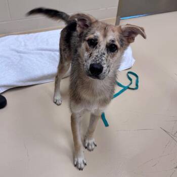 Chase Jr. -  Mixed Breed Dog for Adoption in Winston-salem, North Carolina - Chase Jr. | PetCurious