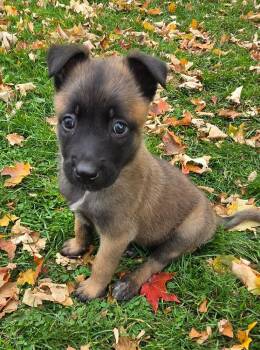Piper -  Belgian Shepherd Malinois Dog for Adoption - Piper | PetCurious